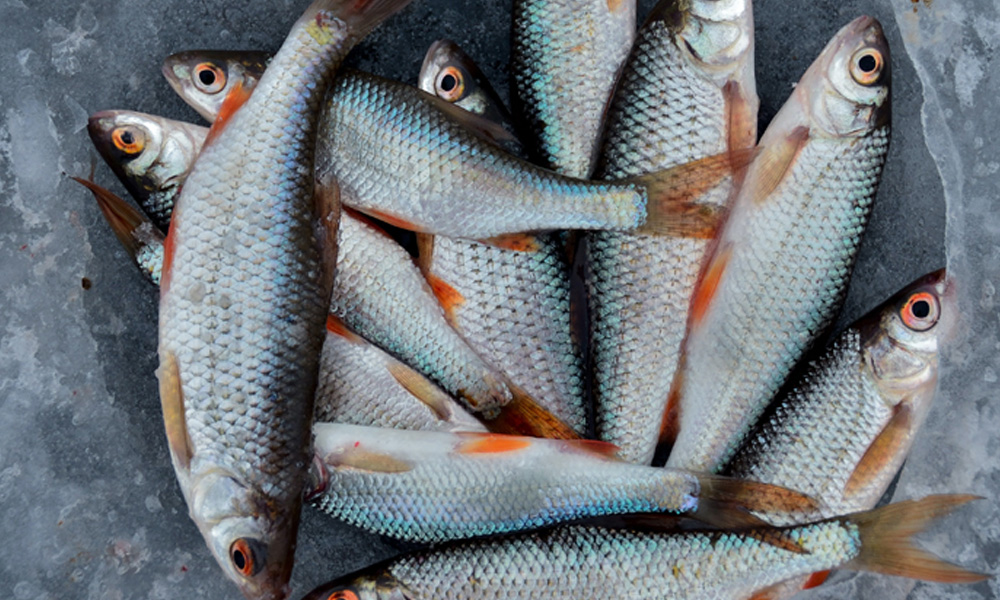 Cómo reconocer el pescado fresco?